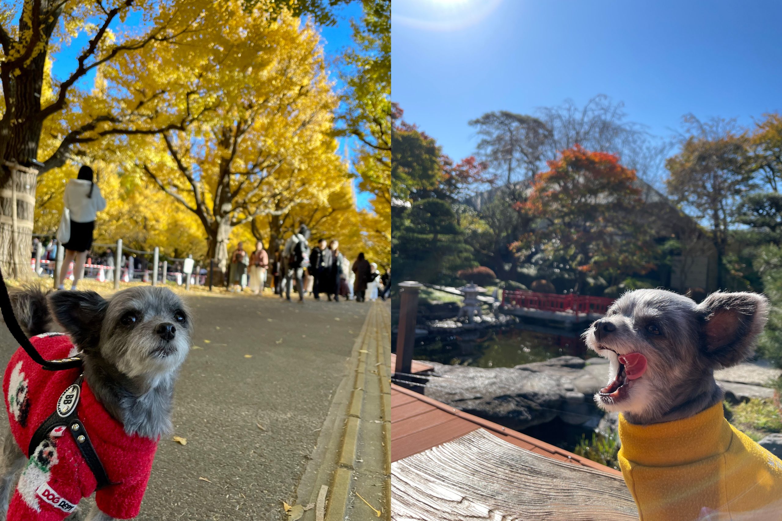 大切なのは、お客様と愛犬・愛猫との信頼関係。お悩みを“一緒に解決する”ことを目指したい